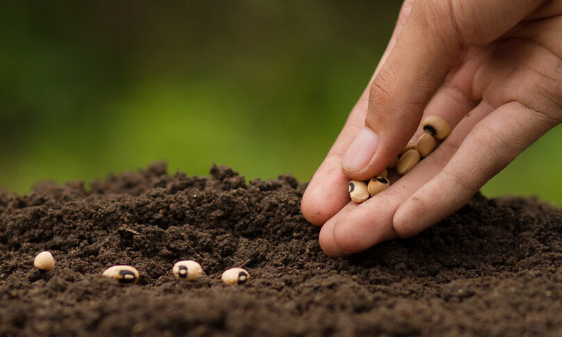 Featured image for “Bourse aux plantes”