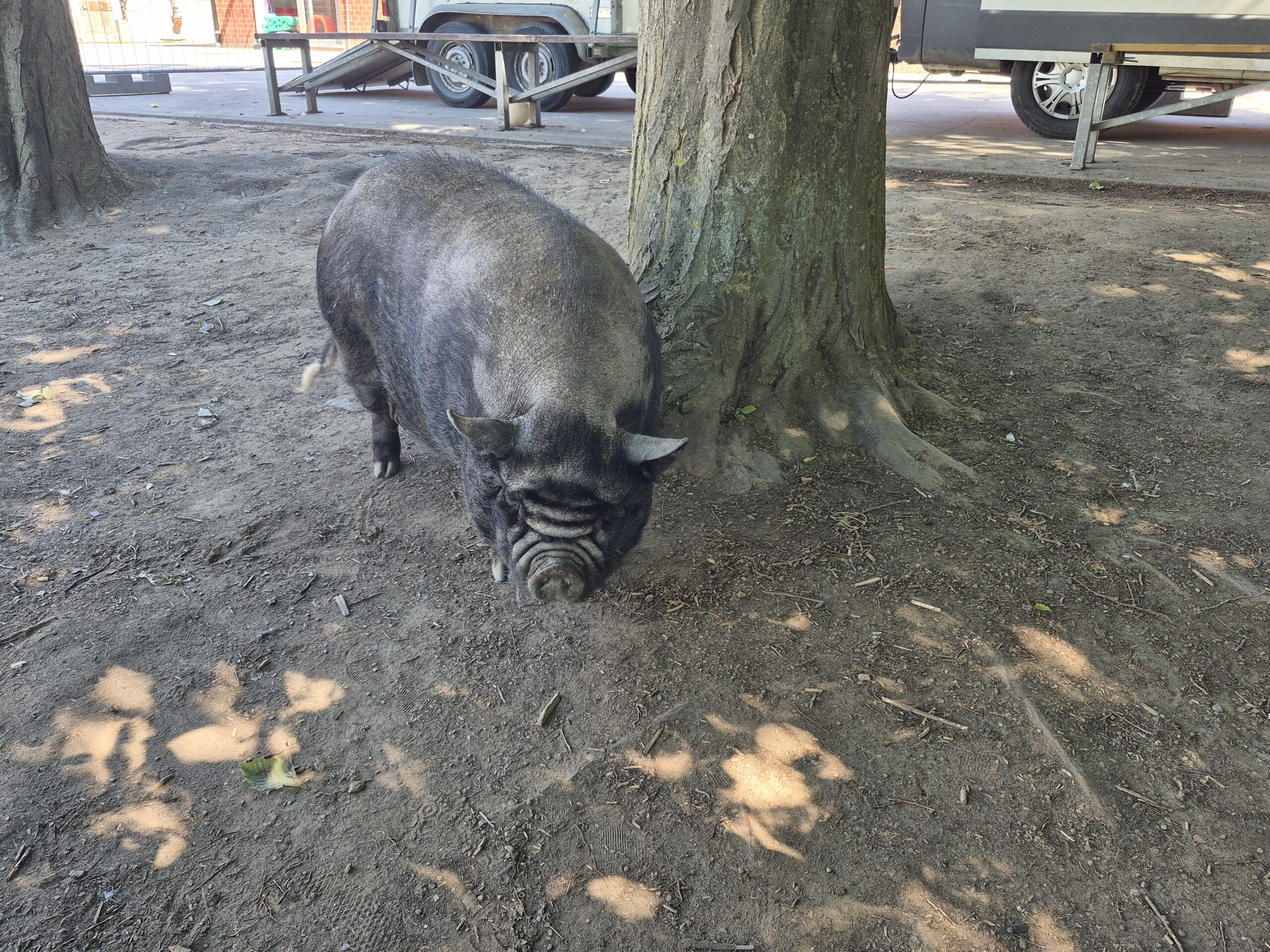 Featured image for “La ferme s&rsquo;invite à l&rsquo;école ce vendredi 22 mai.”